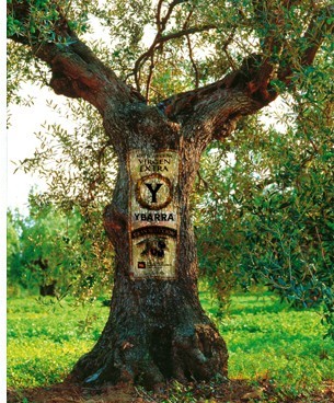 olivo centenario ybarra