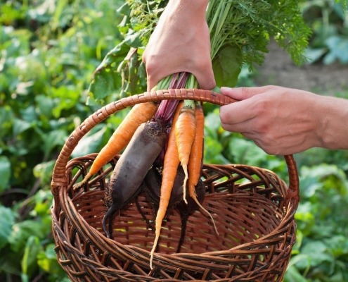 verduras