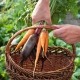 verduras