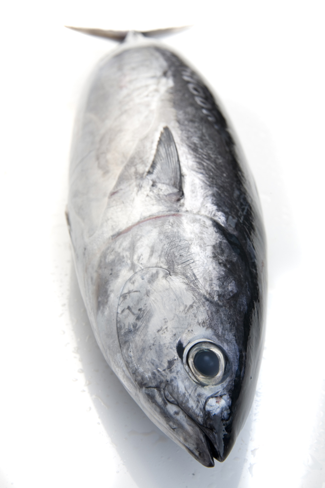 BONITO